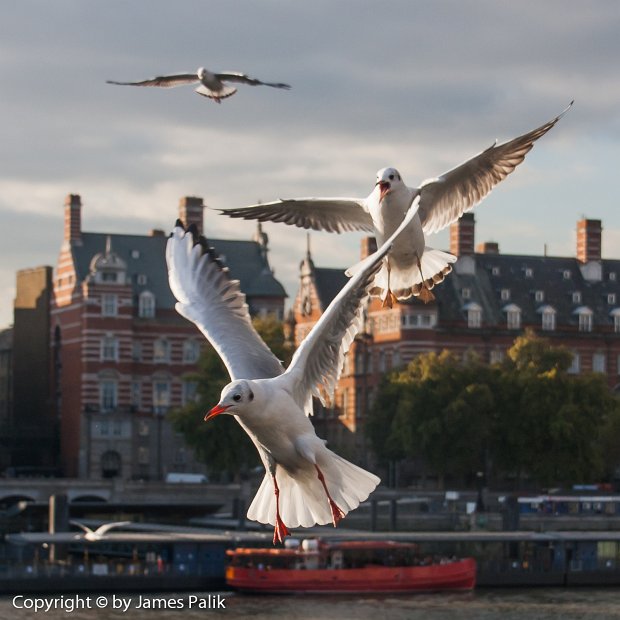 Sea Gulls, London - 0104