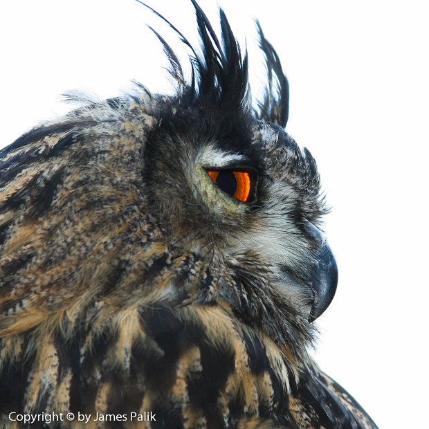 Long-eared Owl - 1670