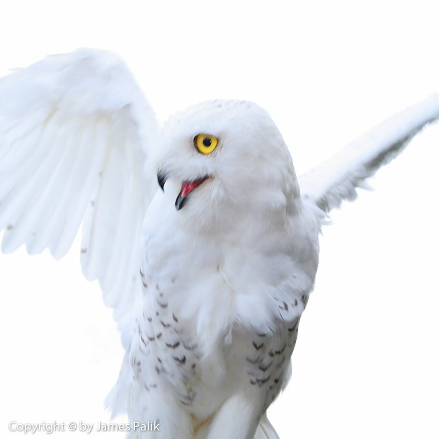 Snowy Owl - 1711