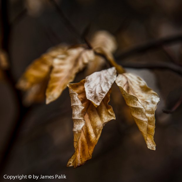 Winter Leaf - 1731