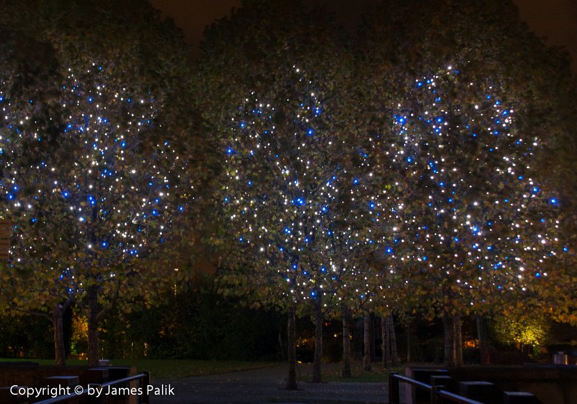 Trees in Mist, London - 2124