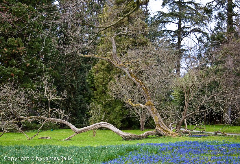 Tree in Meadow, Mainau Island - 5036