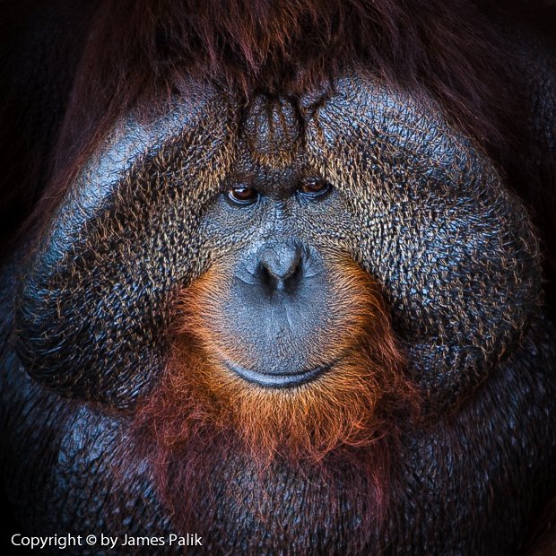 Orangutan - 5078