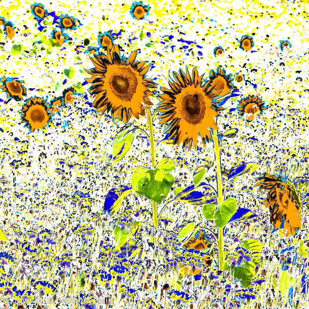 Sun Flowers - 5978