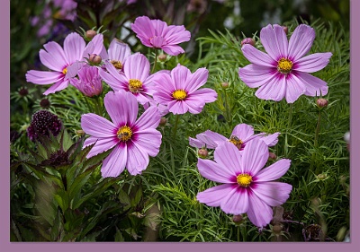 Asters-4070-C-453e-Env With a color coordinated © Artoz envelope
