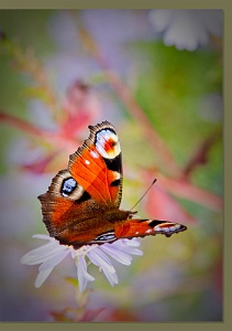 Butterfly-2674-C-334e-Env With a color coordinated © Artoz envelope