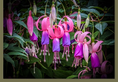Fuchsias-4133-C-334e-Env With a color coordinated © Artoz envelope