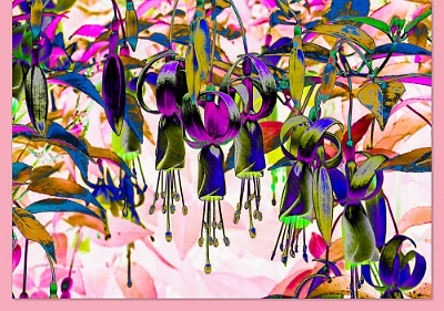 Fuchsias-4133-E-482-Env With a color coordinated © Artoz envelope