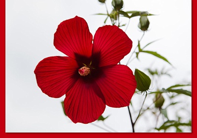 Hibiscus-4746-C-517e-Env With a color coordinated © Artoz envelope