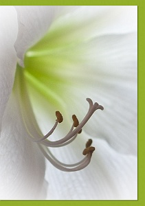 Lily-2357-C-287-Env With a color coordinated © Artoz envelope