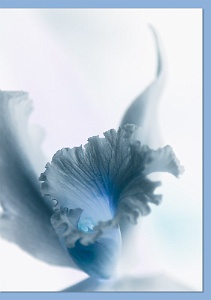 Orchid-4949-E-413e-Env With a color coordinated © Artoz envelope