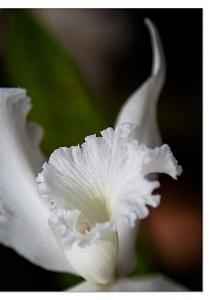White Orchid-C-210-Env With a color coordinated © Artoz envelope